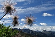 17 Infruttescenza di pulsatilla alpina